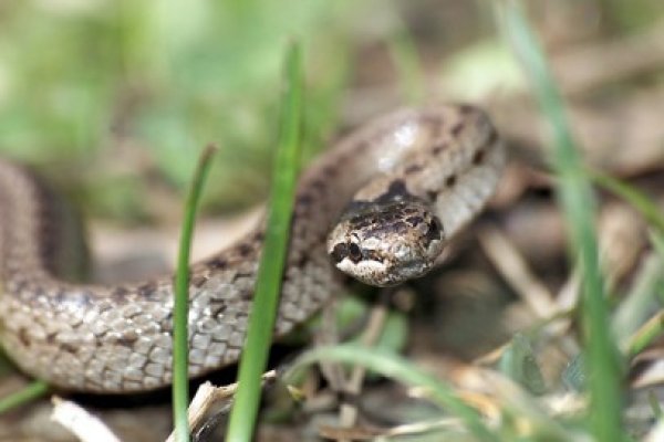 Şarpele care terorizează un localnic din General Scărişoreanu a muşcat un câine